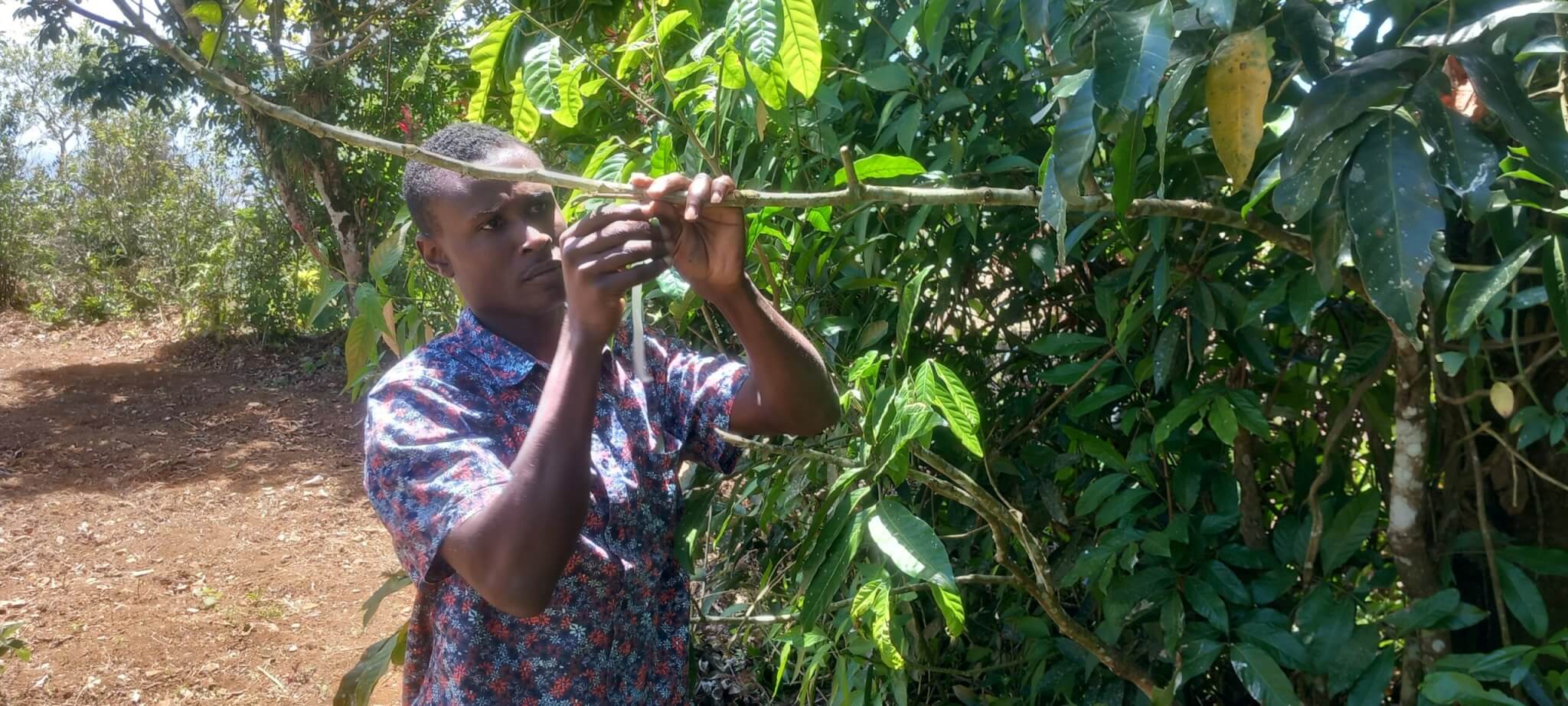 Formation au greffage